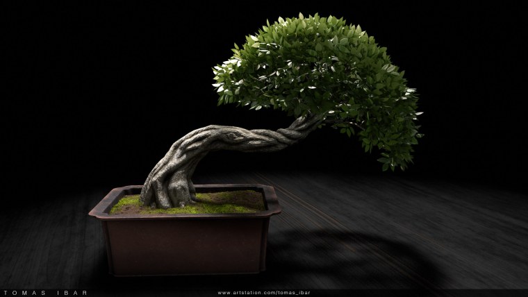 Бонсай обои