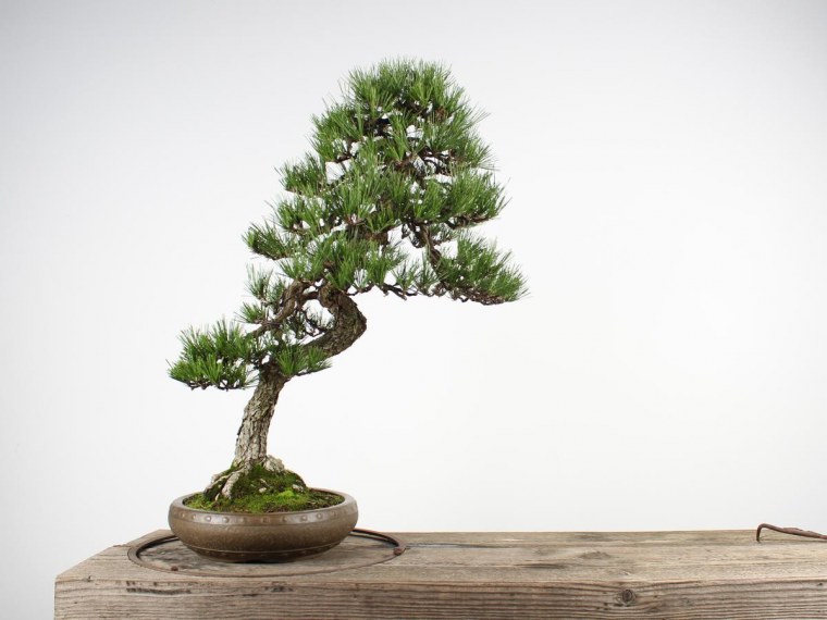 Бонсай Япония