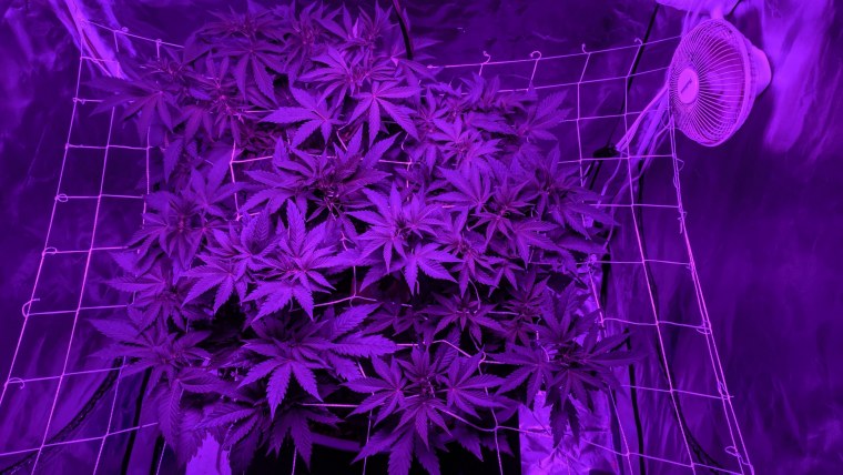 Неоновая сетка