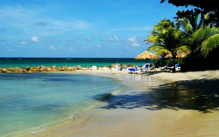 Пальмы в тумане