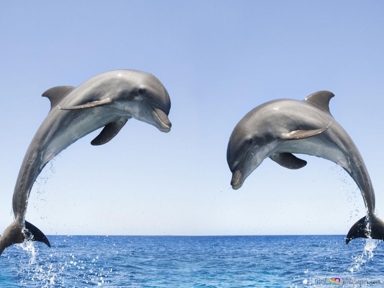 Подводный мир дельфины