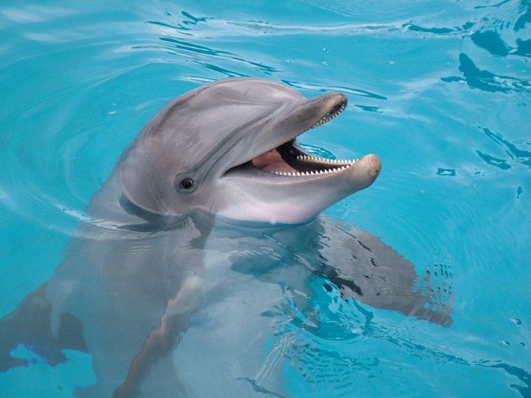 Живые дельфины