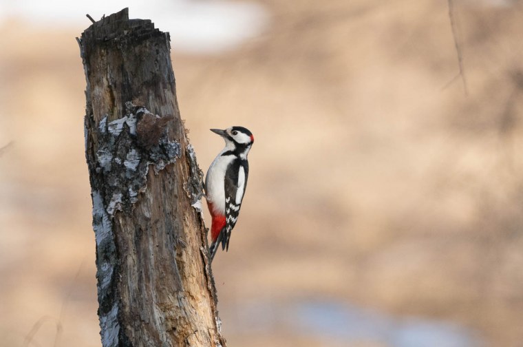 Дятел карточки для детей