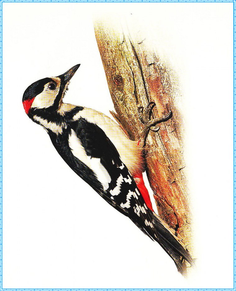 Дятел на белом фоне для детей