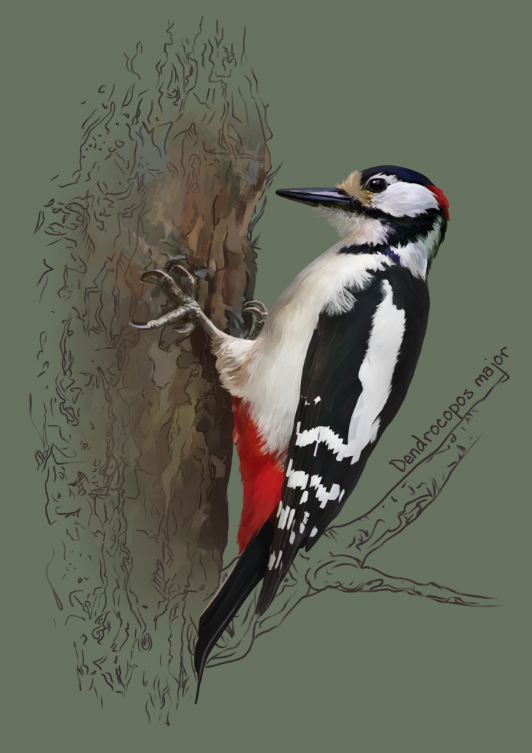 Картинка дятел для детей на белом фоне