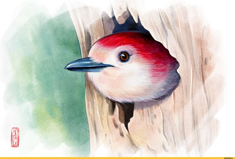 Карточки Домана птицы