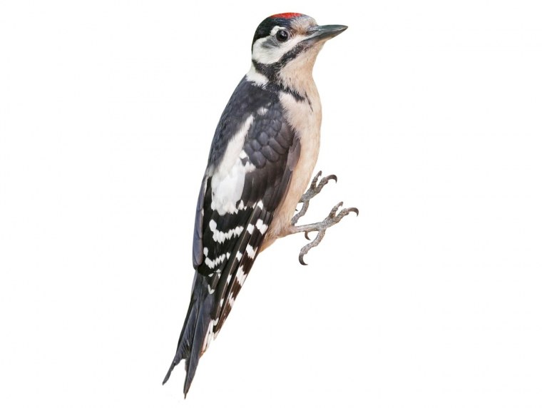 Лесной дятел без фона