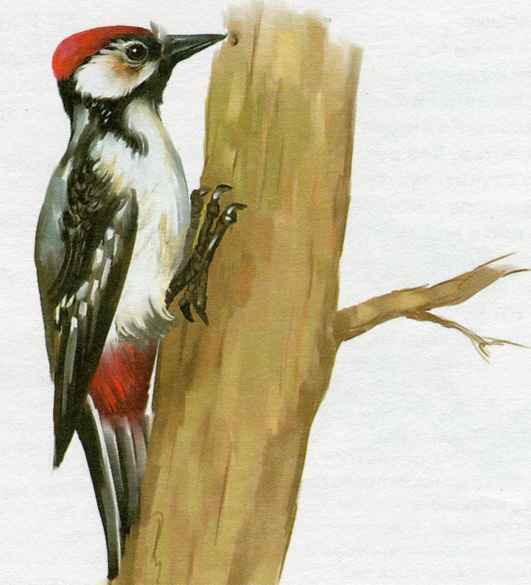 Большой пёстрый дятел