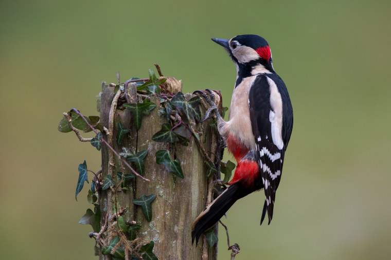 Картина дятел