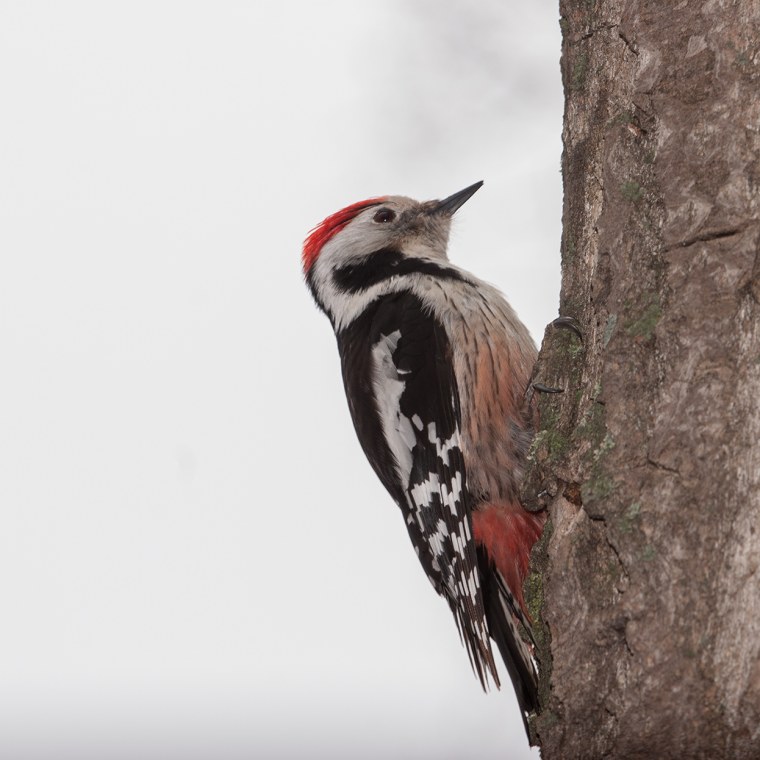 Дятел напрозрачнм фоне