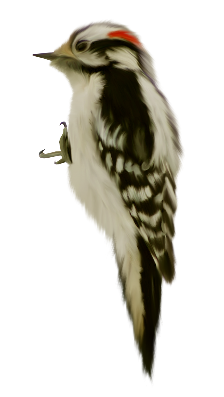 Дятел долбит дерево