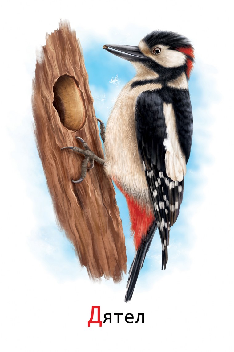 Дятел картинка для детей