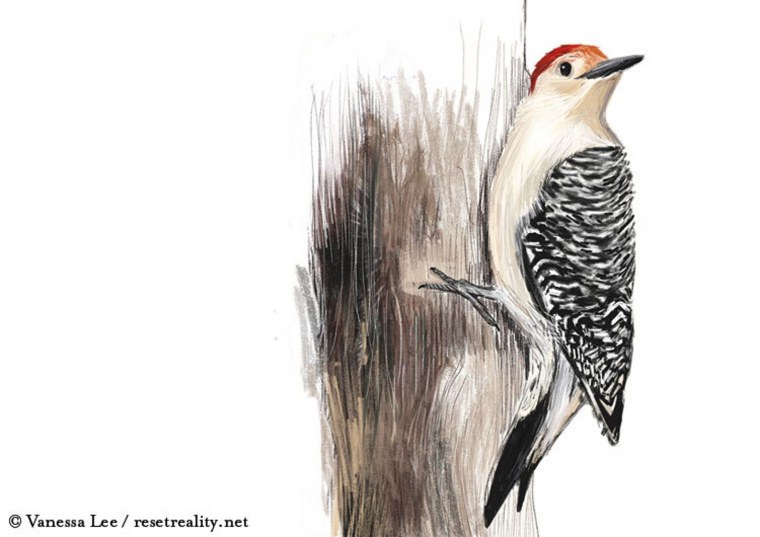 Птицы отрисовки