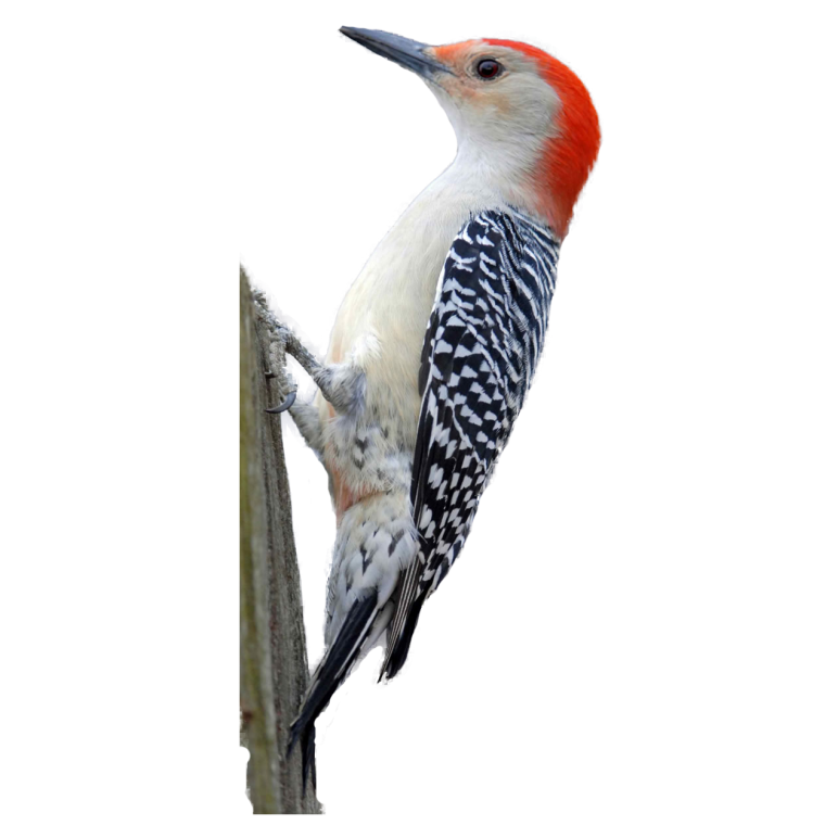 Дятел картинка для детей