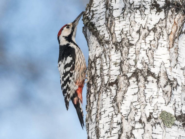 Дятел на прозрачном фоне