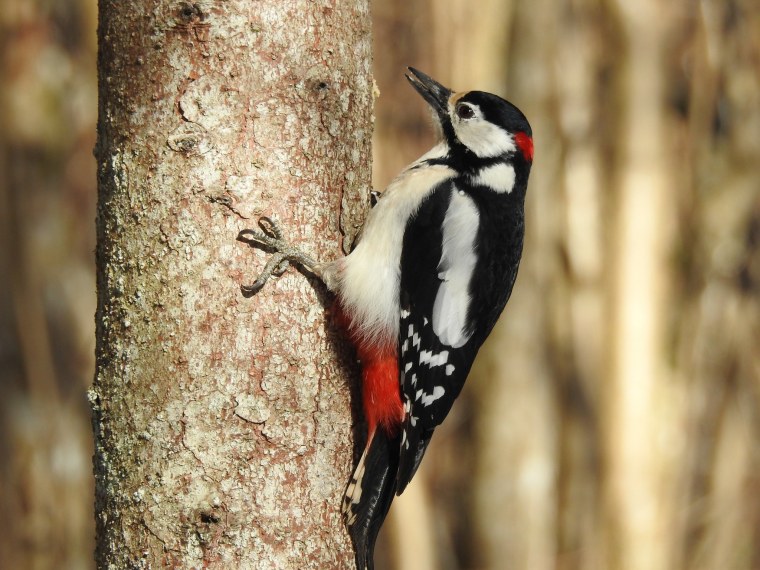 Шилоклювый дятел