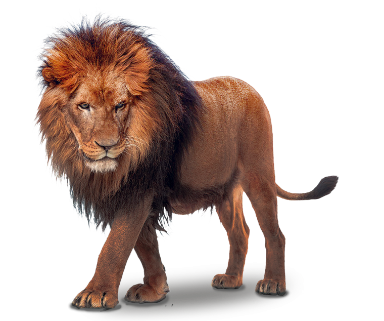 Лев картинки