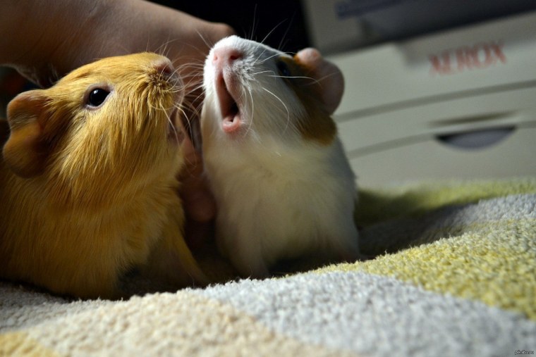 Морская Свинка и хомяк