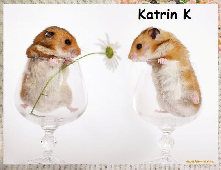 Морская Свинка и хомяк