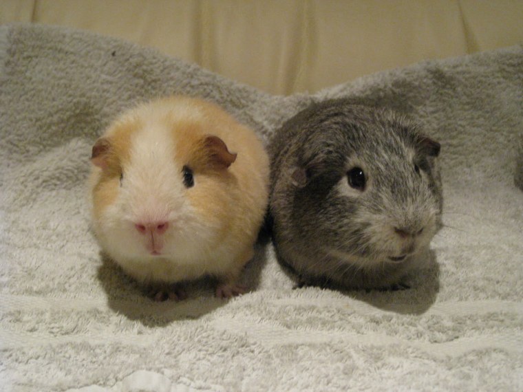 Парные обои с хомячками