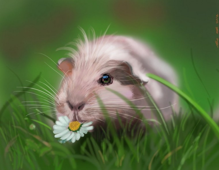 Морская Свинка и джунгарский хомяк