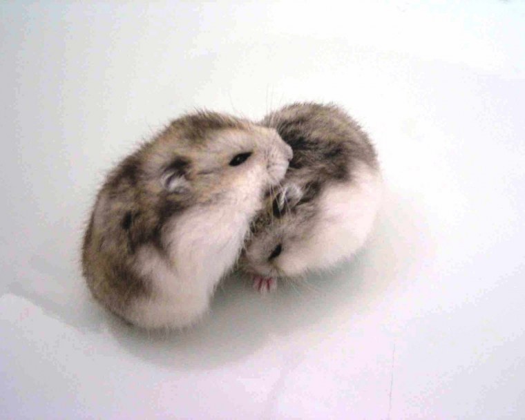 Милый хомячок арт