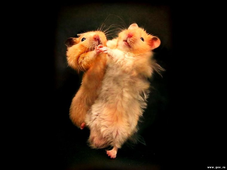 Милые животные Минимализм