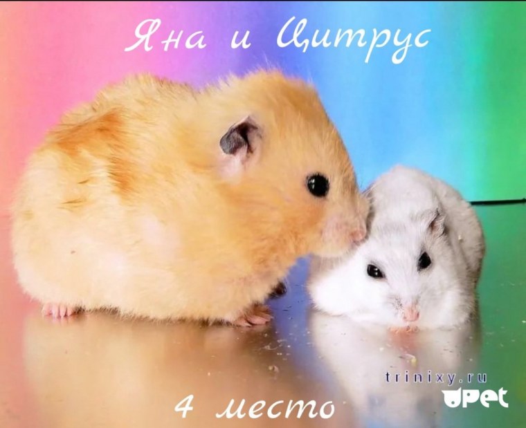 Хомячок Минимализм