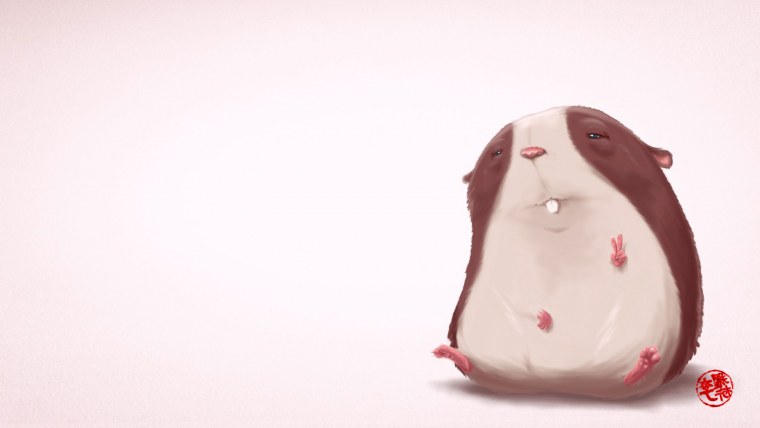 Морская Свинка рыжая гладкошерстная