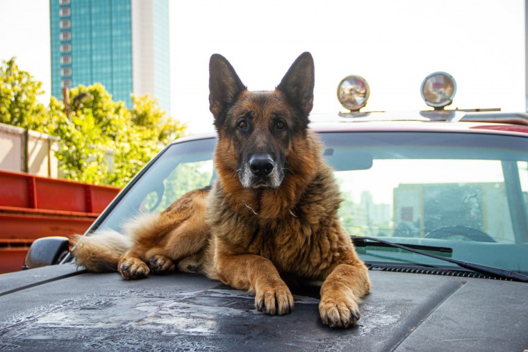 Пёс сериал 2022