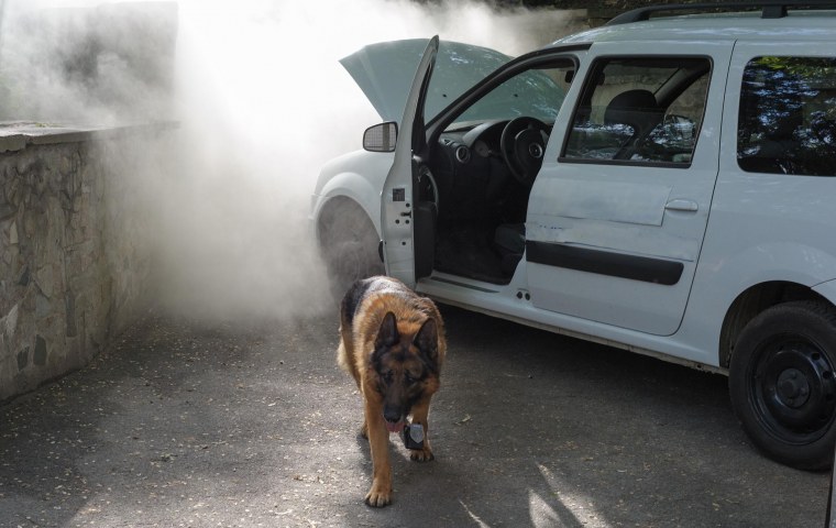 Пёс из сериала пёс 4 сезон