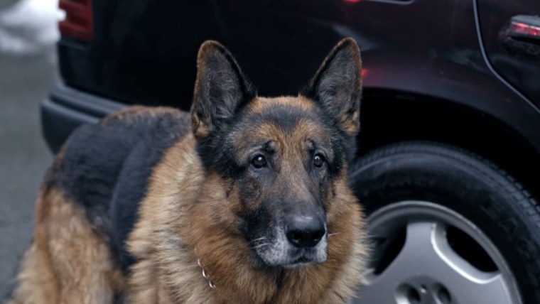 Пёс 6 сезон 3 серия