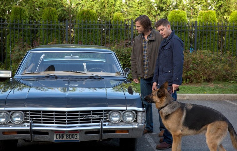 Пёс немецкая овчарка НТВ