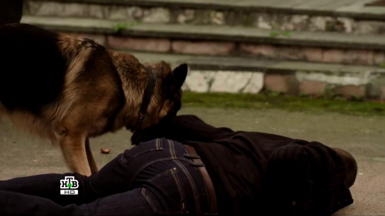 Сериал пес Мухтар