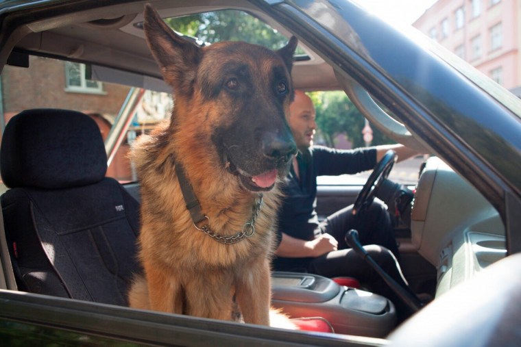 Граф Шутц Хунд в сериале пес