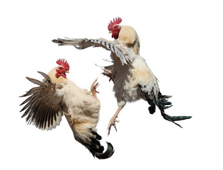 Петухи дерутся, Графика