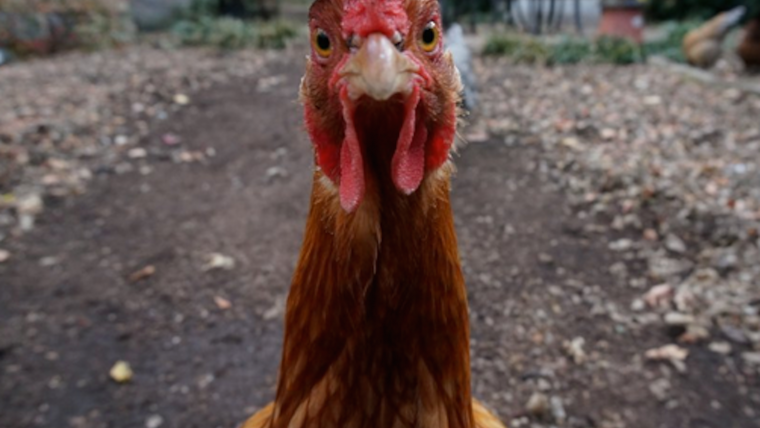 Бешеный петух