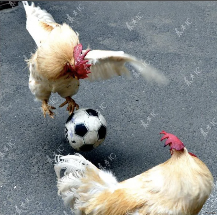 Петух футбол