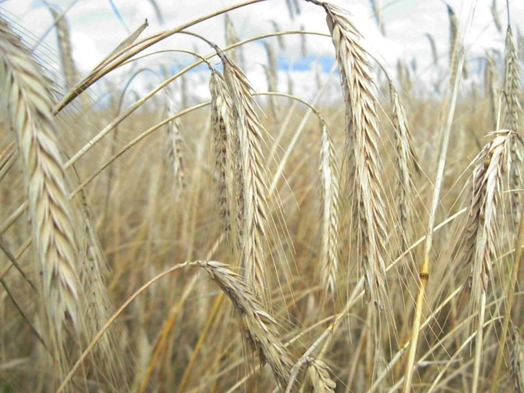 Сорт ржи Вятка