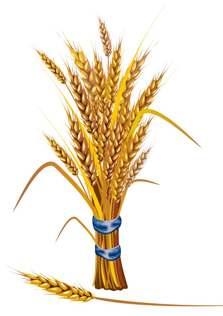 Колосья пшеницы