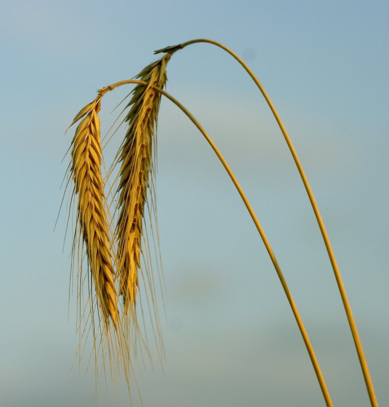 Колосок пшеницы пшеничный колосок