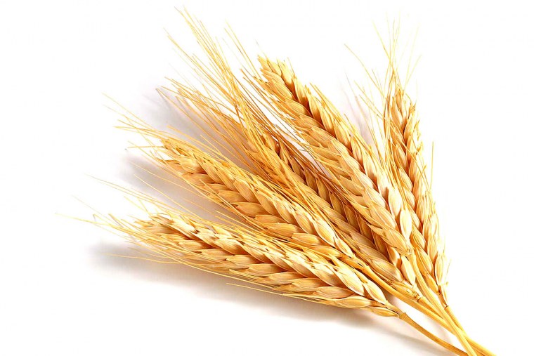 Колосья пшеницы