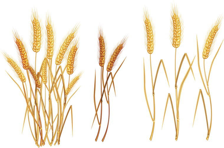Пшеничный Колос