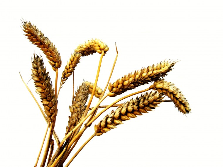 Колосья пшеницы для детского сада