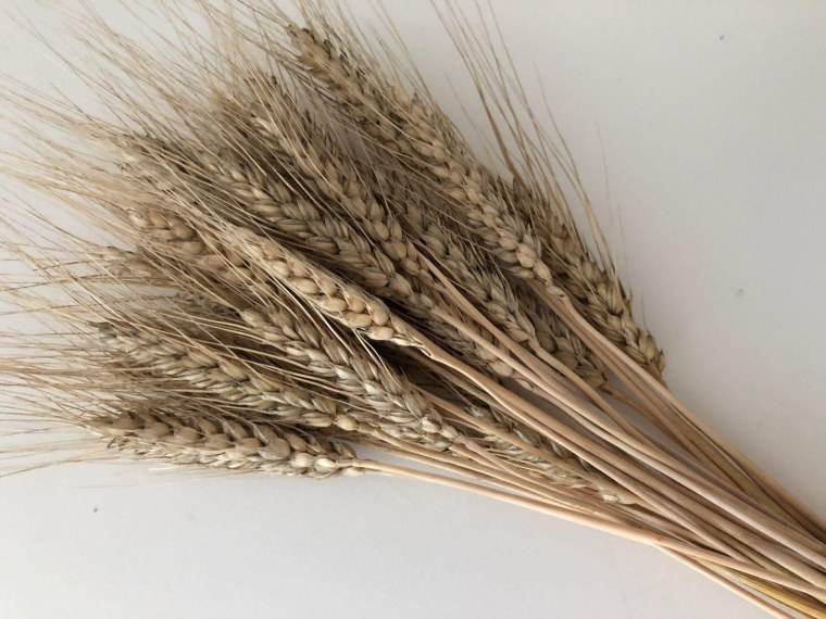 Колосок из пшеницы