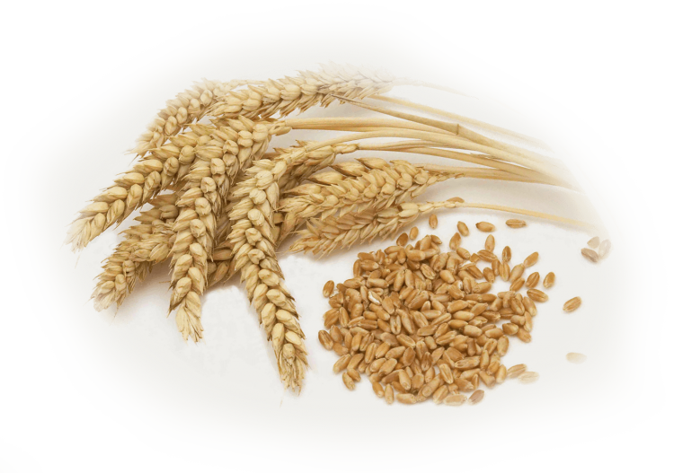 Пшеница зерно на белом фоне