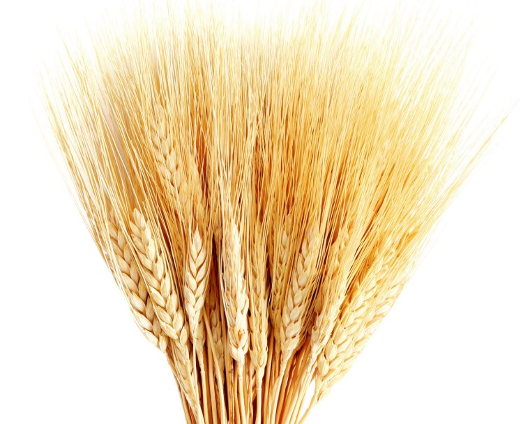 Колосья на белом фоне