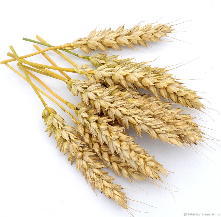 Пшеничка колосок