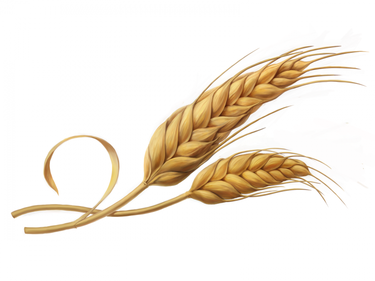 Рожь рисунок