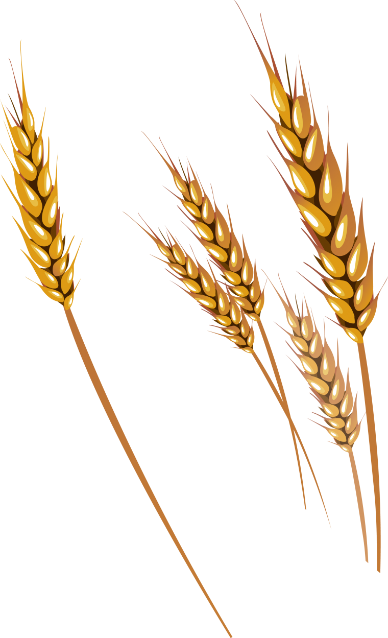 Пшеница Einkorn